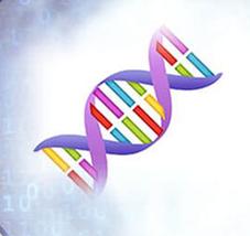 DNA亲子鉴定程序